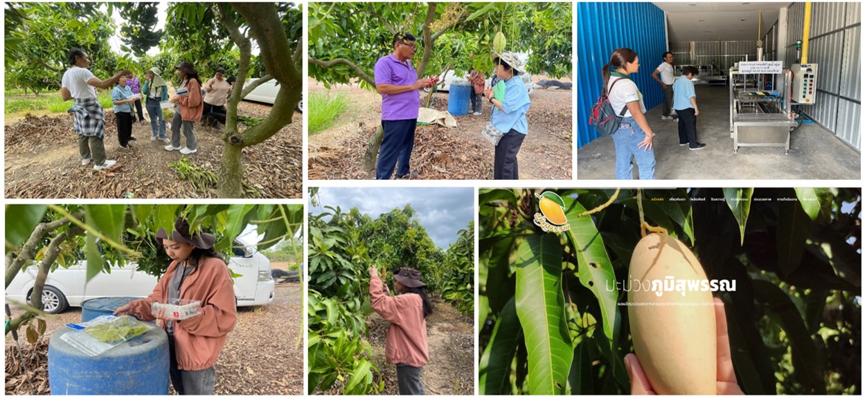 วว. /วช. ร่วมจัดการองค์ความรู้ ถ่ายทอดเทคโนโลยีเพิ่มศักยภาพการผลิต-จำหน่ายมะม่วงนอกฤดูเพื่อการส่งออก